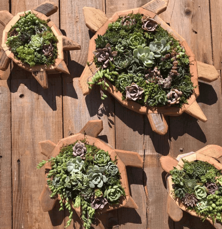 Sea Turtle Succulent For Ourdoor Garden - Do it Yourself Create A Long-Lasting Outdoor Succulent Display with This Handcrafted Sea Turtle Planter Handmade urban redwood and cedar frame built to last for years Drainage system keeps succulents healthy by pr