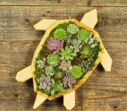 Sea Turtle Succulent For Ourdoor Garden Create A Long-Lasting Outdoor Succulent Display with This Handcrafted Sea Turtle Planter Handmade urban redwood and cedar frame built to last for years Drainage system keeps succulents healthy by preventing overwate