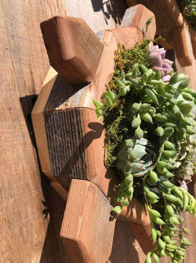 Sea Turtle Succulent For Ourdoor Garden Create A Long-Lasting Outdoor Succulent Display with This Handcrafted Sea Turtle Planter Handmade urban redwood and cedar frame built to last for years Drainage system keeps succulents healthy by preventing overwate